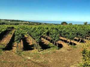Intimidazione a imprenditore vitivinicolo nel vibonese
