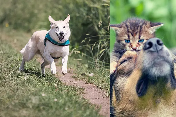 Animali in Estate: come prepararsi alle vacanze immersi nella natura?