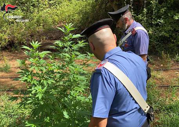 Calabria. Droga: piantagione di marijuana tra i rovi, arrestati zio e nipote