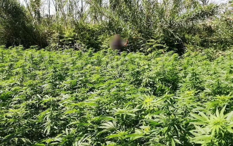 Droga: individuata piantagione marijuana nel Reggino