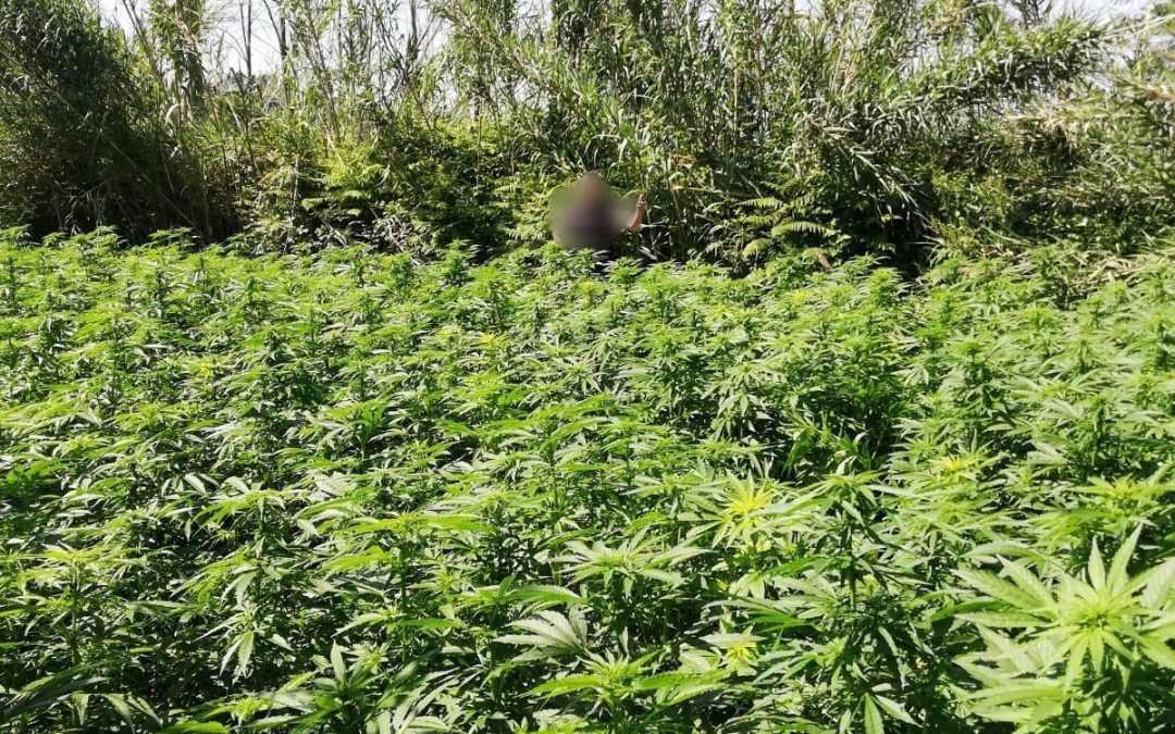 Droga: individuata piantagione marijuana nel Reggino