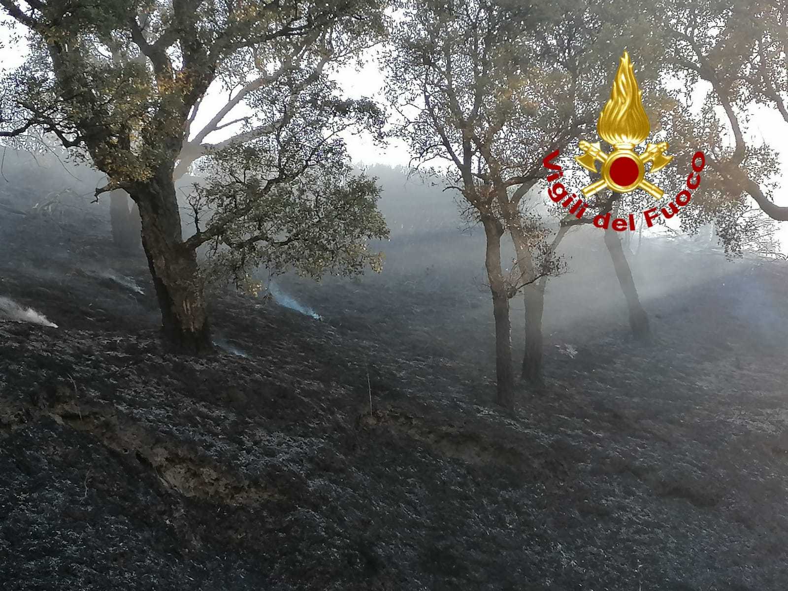 Catanzaro, vasto incendio zona sud, i Vvf evitano il propagarsi delle fiamme vicino abitazioni