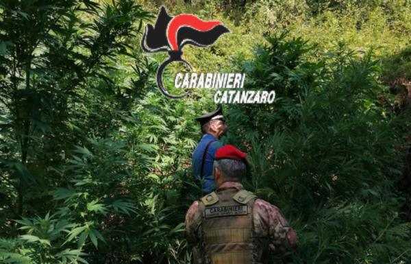 Droga: due piantagioni di cannabis scoperte dai Cc a Tiriolo