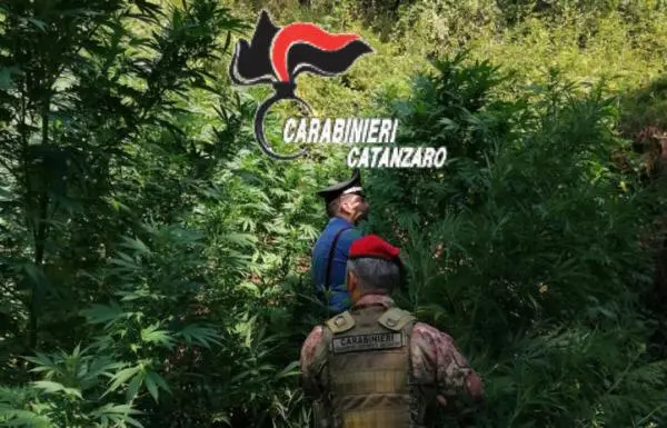 Droga: due piantagioni di cannabis scoperte dai Cc a Tiriolo