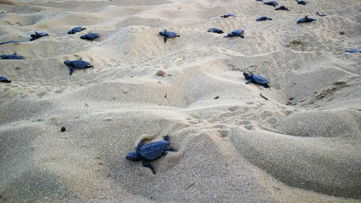 Schiusa tartarughe Caretta caretta sulla spiaggia di Sibari