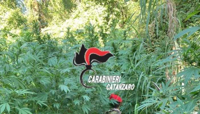 Droga: Cc trovano altre due coltivazioni canapa a Tiriolo