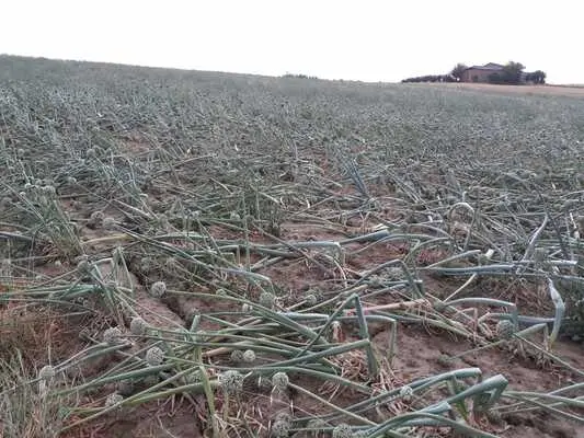 Maltempo: Coldiretti, nelle campagne è calamità