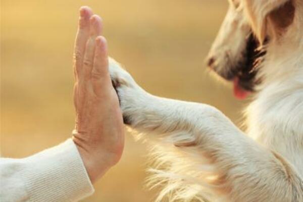 Pet Therapy: interazione uomo-animale