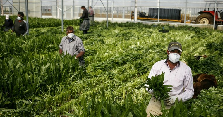 Coldiretti, fino a 7mila euro per agricoltore da fondi Ue