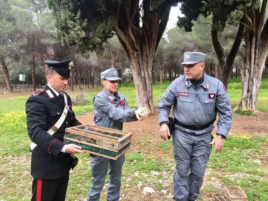 Traffico illecito di cardellini: sette misure cautelari