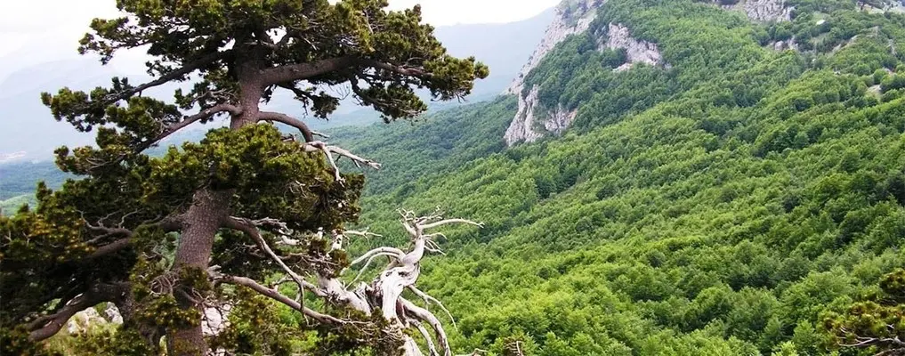 Parchi: Pollino, giunta Basilicata approva delibera Piano