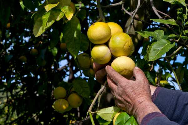 Reggio Calabria: bergamotto diventi patrimonio dell'Unesco