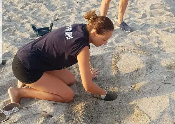 Esemplari di tartarughe “caretta caretta” scoperte sulla spiaggia di Bovalino