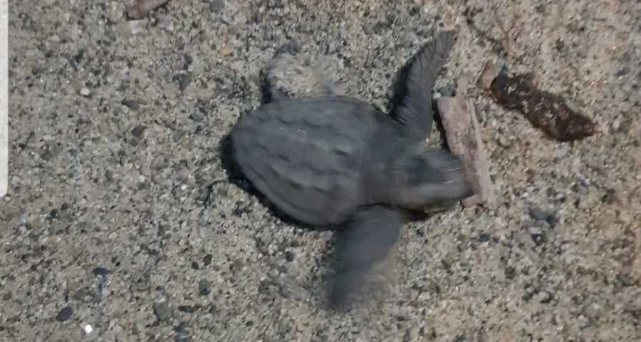 Esemplari di tartarughe “caretta caretta” scoperte sulla spiaggia di Bovalino