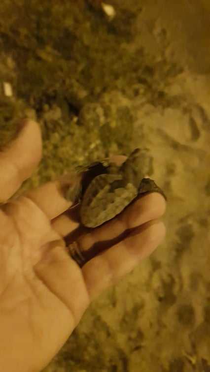Esemplari di tartarughe “caretta caretta” scoperte sulla spiaggia di Bovalino