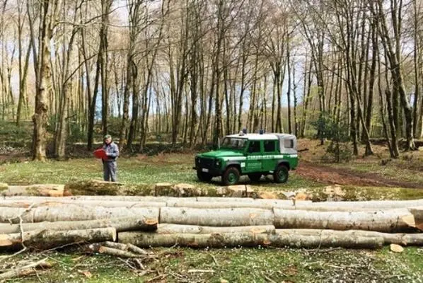 Sorpresi a tagliare abusivamente alberi, 5 arresti