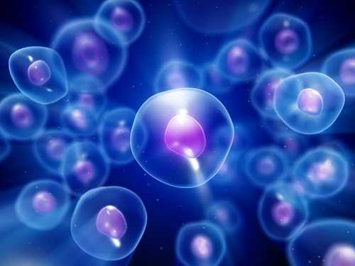 Scoperte in embrioni umani staminali sangue superpotenti