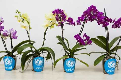 Unicef: 26 e 27/9 torna l'Orchidea in 2.300 piazze italiane