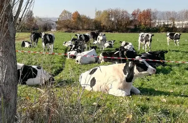 Bovini al pascolo in terreno privato, denunciata allevatrice