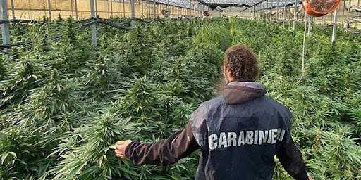 Droga: coltivavano piantagione marijuana, quattro arresti