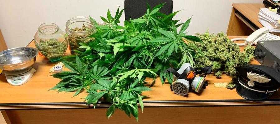 Droga: coltivava ed essiccava marijuana in casa, arrestato
