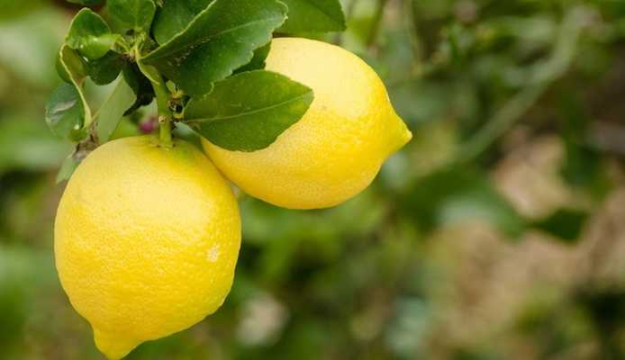 Europa-Regioni: il limone dell'Etna diventa Igp