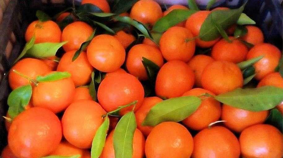 Coldiretti Calabria, nella sibaritide crisi profonda per le clementine IGP Calabria