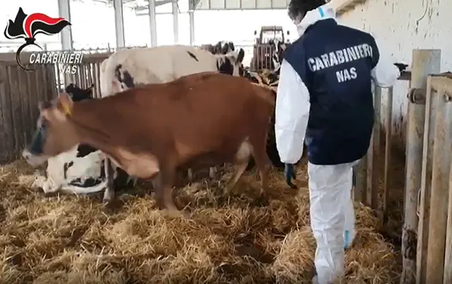 Calabria. Animali macellati senza controlli sanitari, 6 arresti. Coinvolti anche veterinari