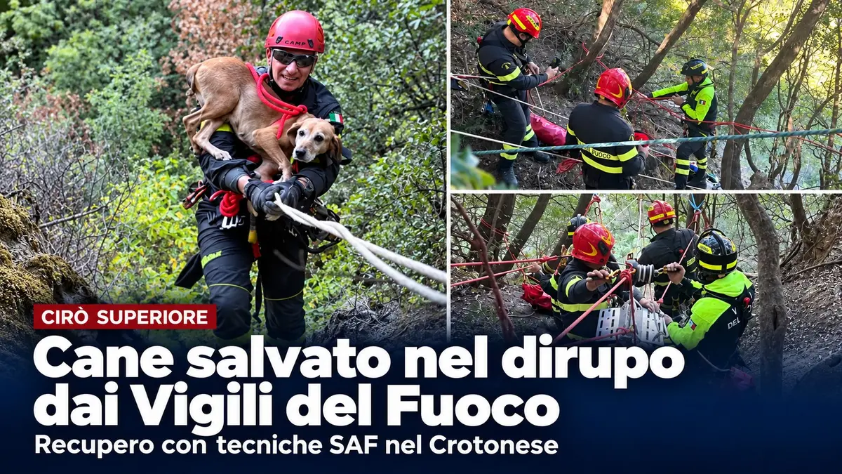 Cirò Superiore cane intrappolato su un costone salvato dai Vvf