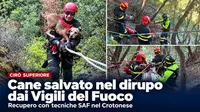 Cirò Superiore cane intrappolato su un costone salvato dai Vvf