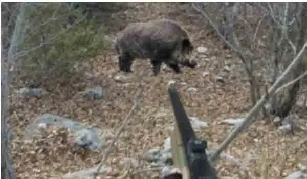Tragedia di caccia: spara al cinghiale ma uccide l’amico