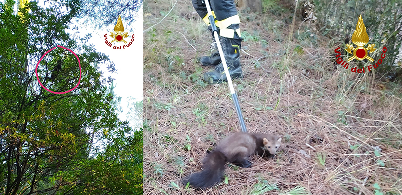 Salvare è nel DNA dei Vigili del fuoco. Oggi insolito salvataggio animale. Foto