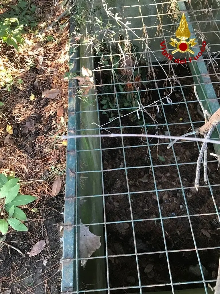 Salvare è nel DNA dei Vigili del fuoco. Oggi insolito salvataggio animale. Foto