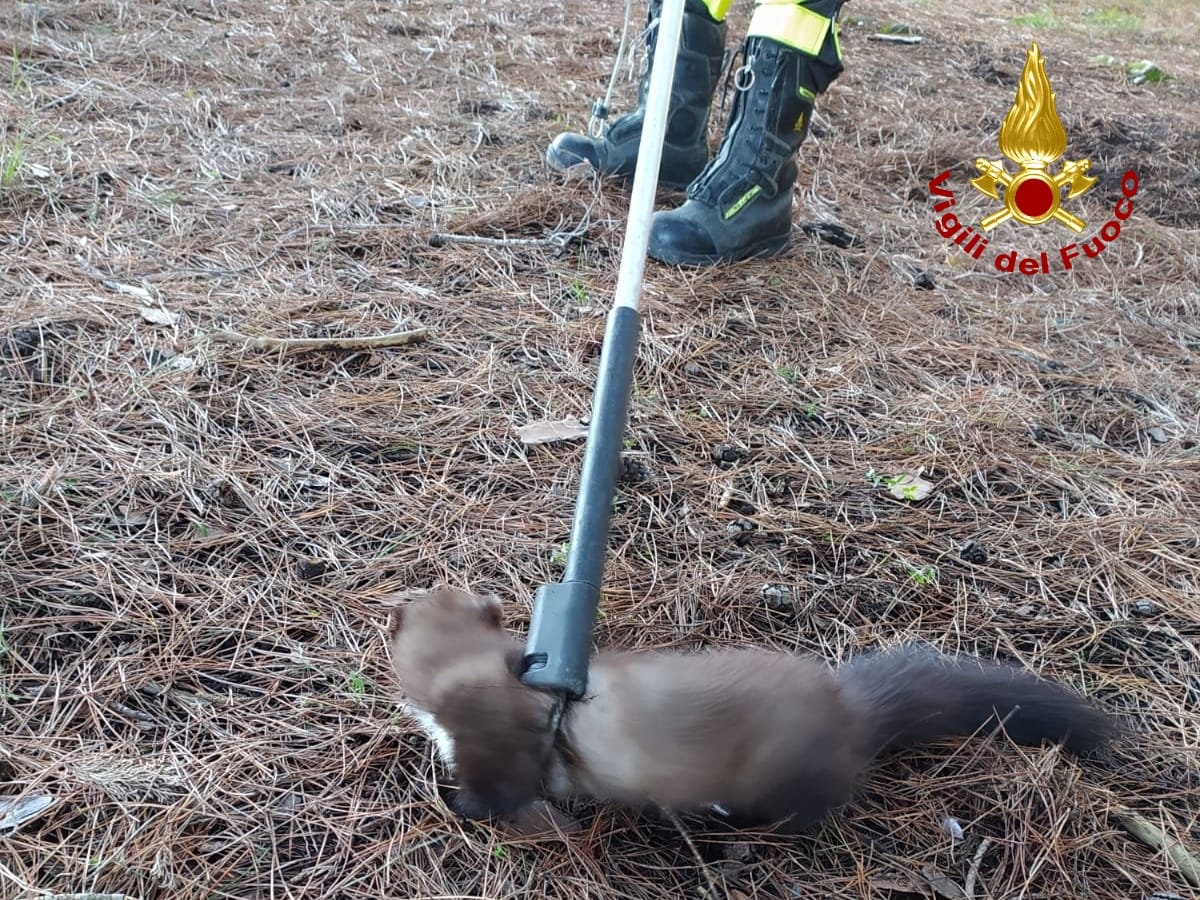 Salvare è nel DNA dei Vigili del fuoco. Oggi insolito salvataggio animale. Foto