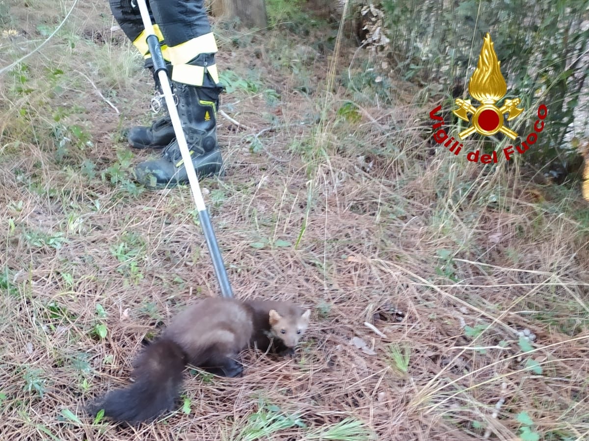 Salvare è nel DNA dei Vigili del fuoco. Oggi insolito salvataggio animale. Foto