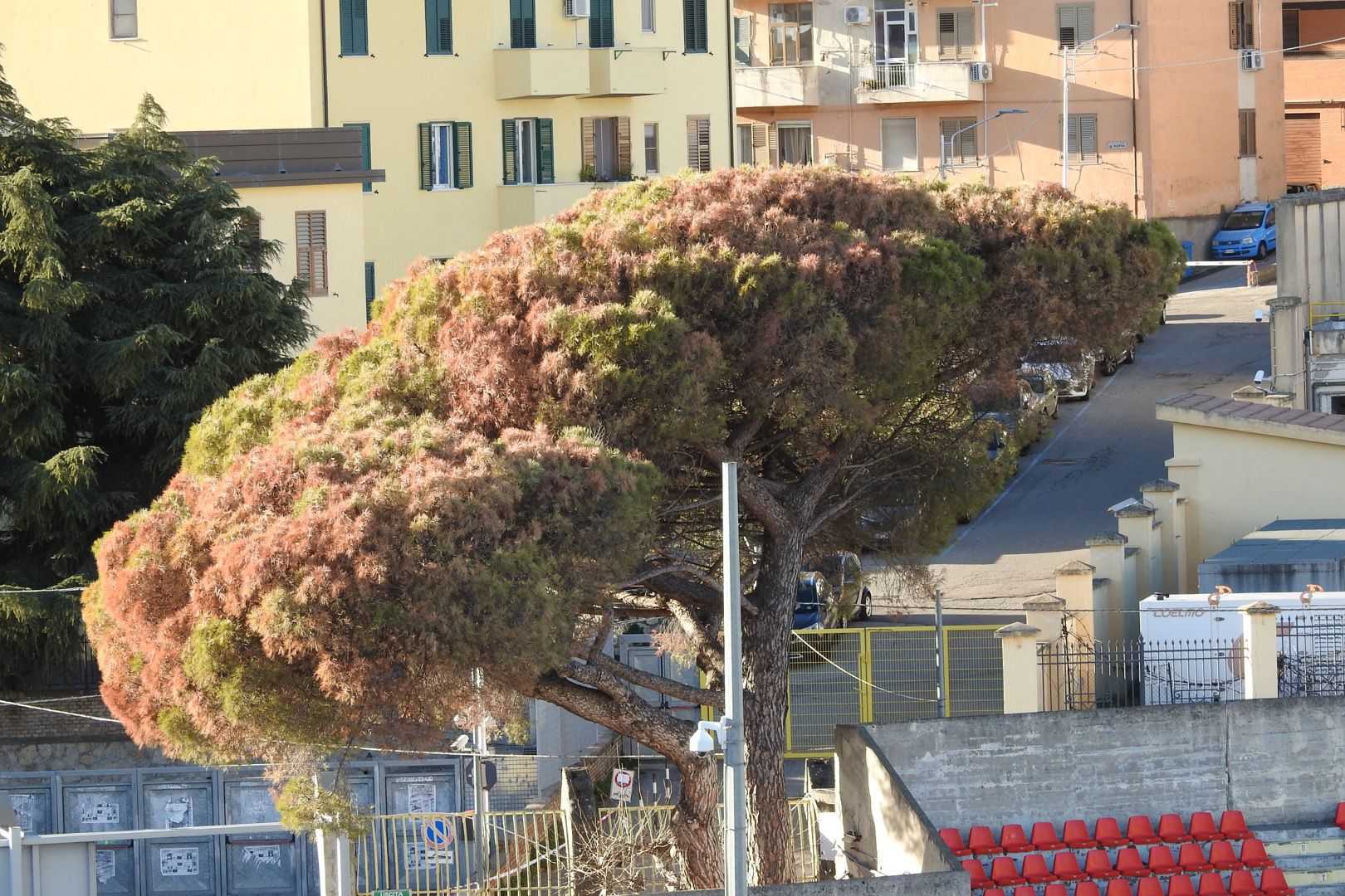 Catanzaro-Viterbese 0-0. Il recupero termina a reti bianche il commento del tecnico. Gli highlights