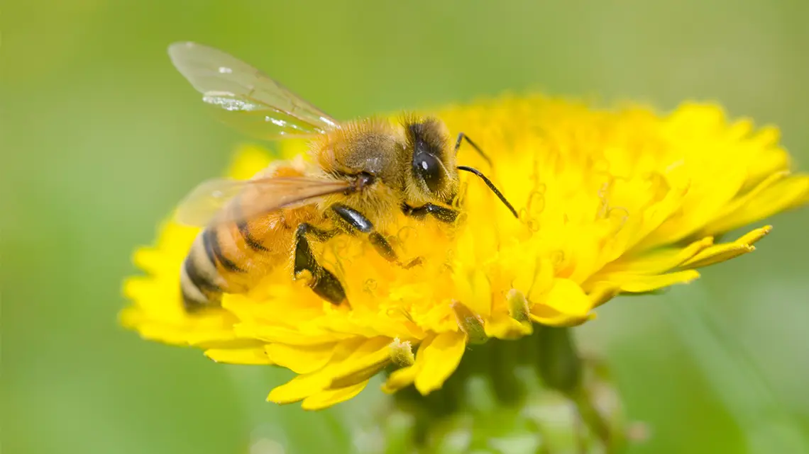 Api e tutela della biodiversità del territorio, un interessante workshop online