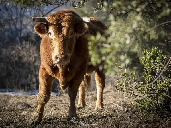 Calabria. Incornato da un toro, grave 57enne. Animale vagava nelle campagne