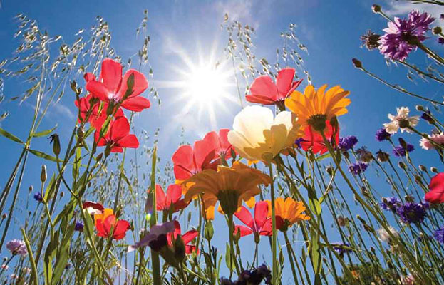 Meteo: gelo stop! Un po' di Primavera nei prossimi giorni. Ecco l’evoluzione