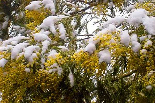 Meteo: irruzione Polare, Festa della Donna mimose sotto la neve? Ecco l’evoluzione
