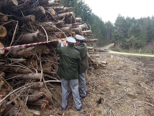 Sequestrato bosco nel Cosentino, due denunce