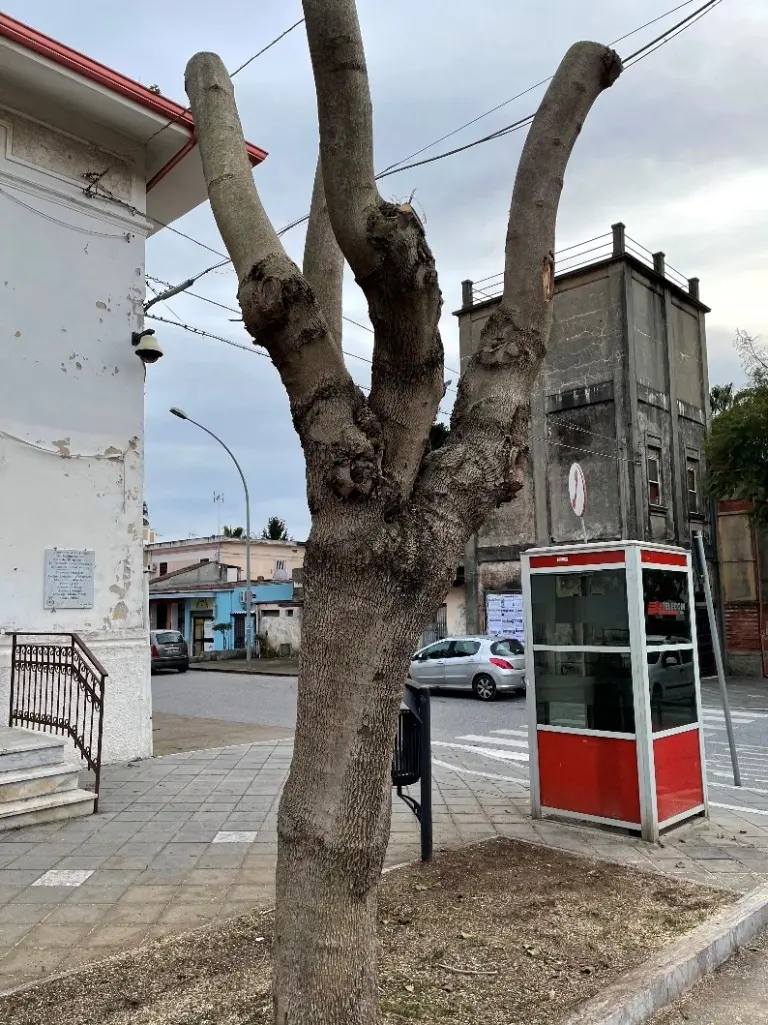 Lamezia Terme. Sant’Eufemia: Intervento sul verde pubblico privo di conoscenza e coscienza