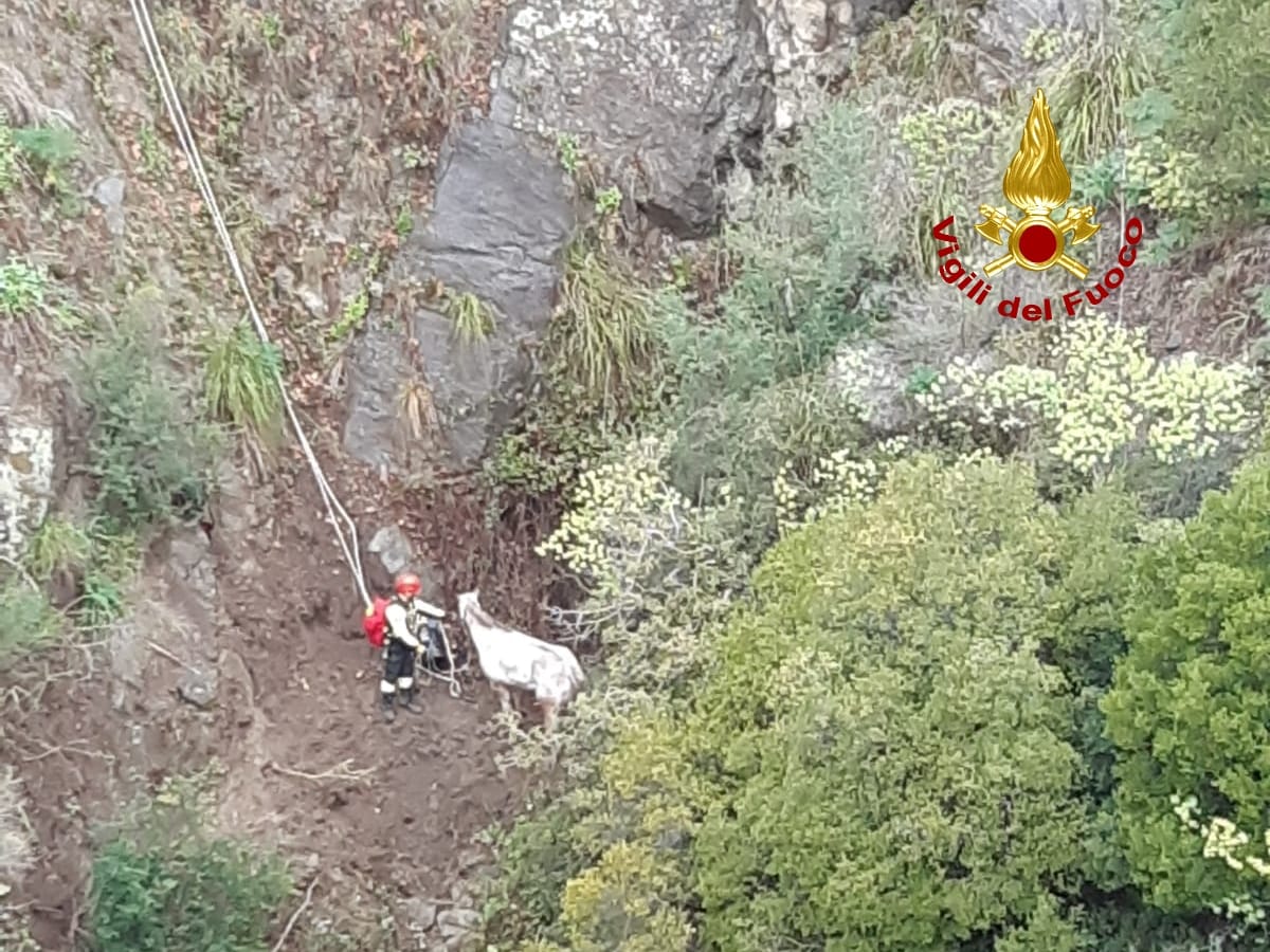 Nel catanzarese, cavallo attaccato da cinghiali precipita in scarpata, salvato dai Vvf. Foto