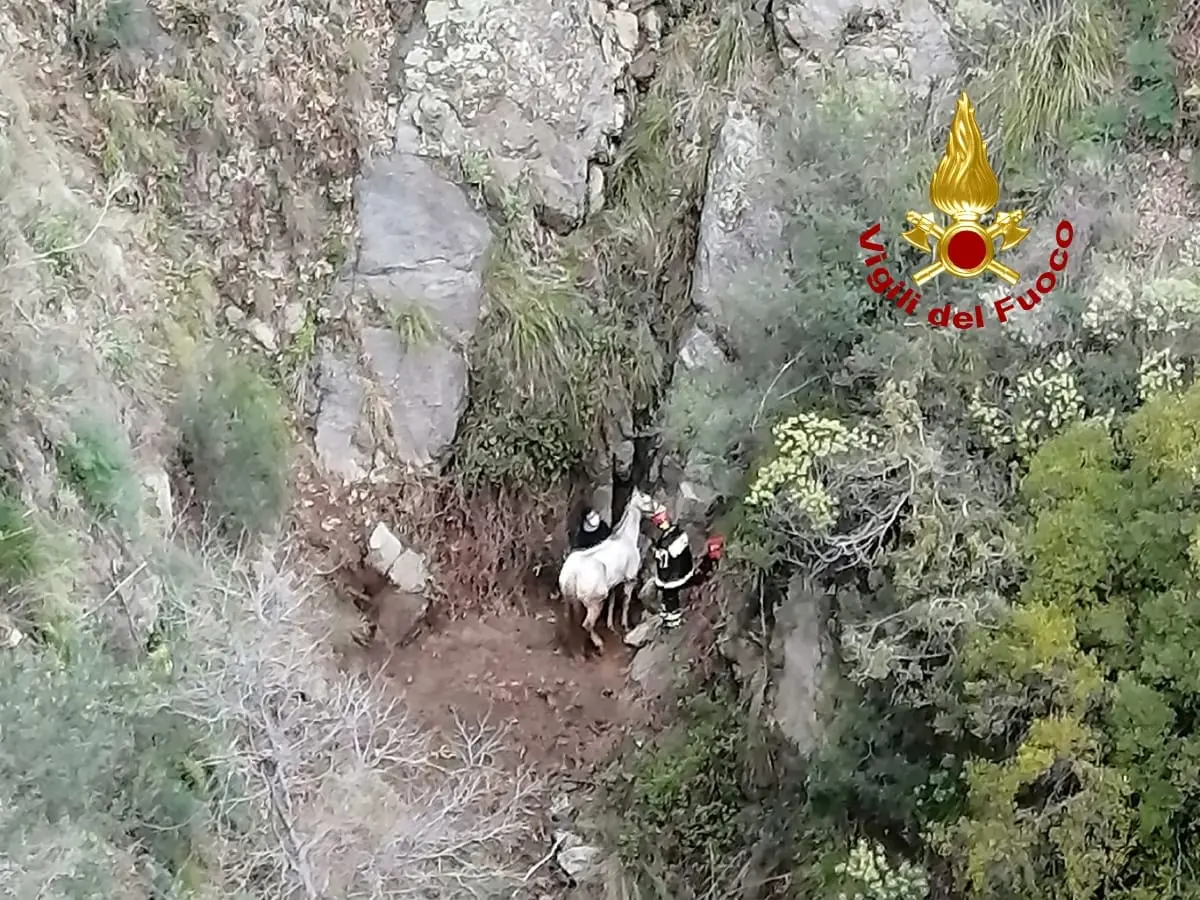 Disavventura del cavallo attaccato dai cinghiali recuperato con elicottero dei Vvf. Video