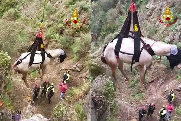 Disavventura del cavallo attaccato dai cinghiali recuperato con elicottero dei Vvf. Video