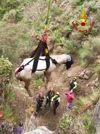 Disavventura del cavallo attaccato dai cinghiali recuperato con elicottero dei Vvf. Video