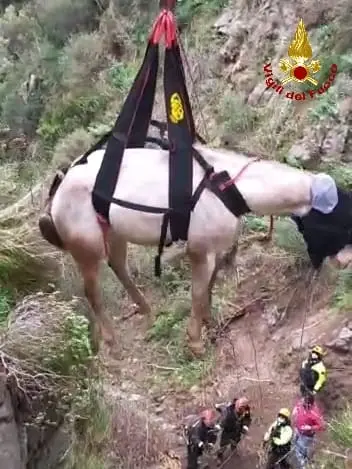 Disavventura del cavallo attaccato dai cinghiali recuperato con elicottero dei Vvf. Video