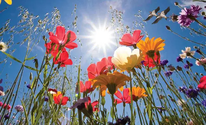 Meteo: Esplosione di primavera poi per il weekend delle Palme ecco il dettaglio