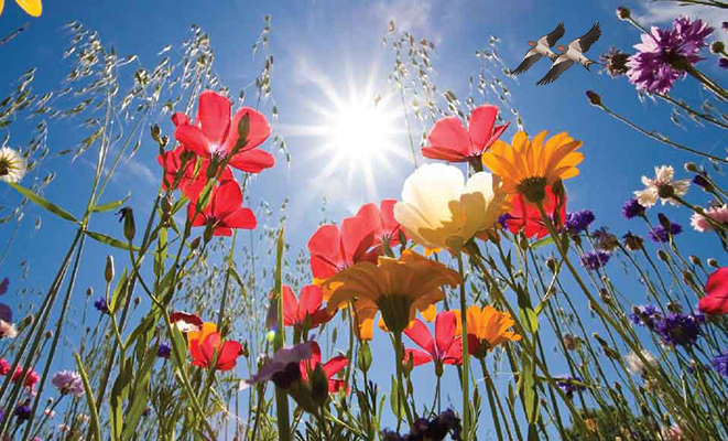 Meteo: Esplosione di primavera poi per il weekend delle Palme ecco il dettaglio