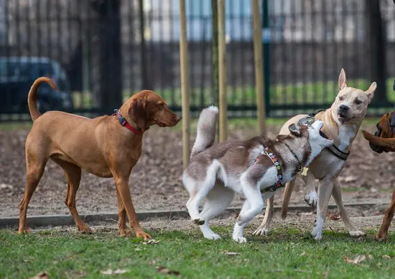 Legambiente, spesa pubblica per animali cresciuta del 3,6%